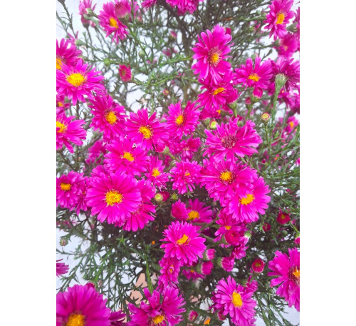 Айстра осіння Дженнет Фіск  ( Aster tongolensis Jennet Fisk)